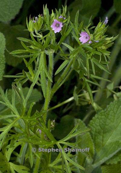 geranium dissectum 2 graphic